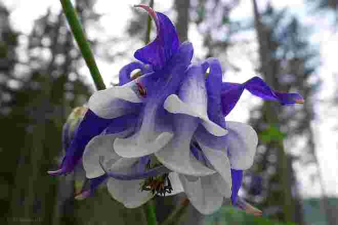 Eine besondere Blüte