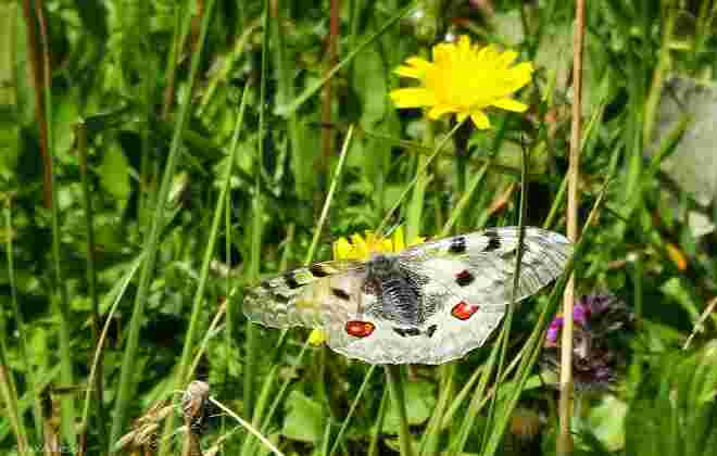 Ein Schönling