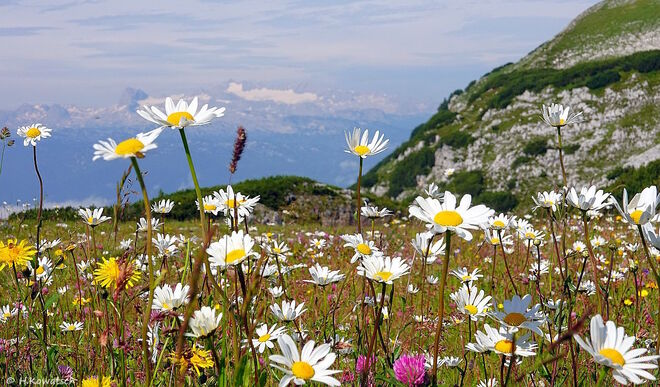 Bergblumenwiese vor dem Dachsteingletscher