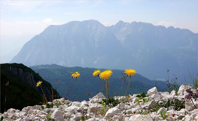 Blühendes auf kargem Fels