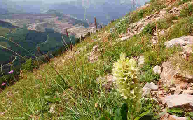 Strauß-Glockenblume