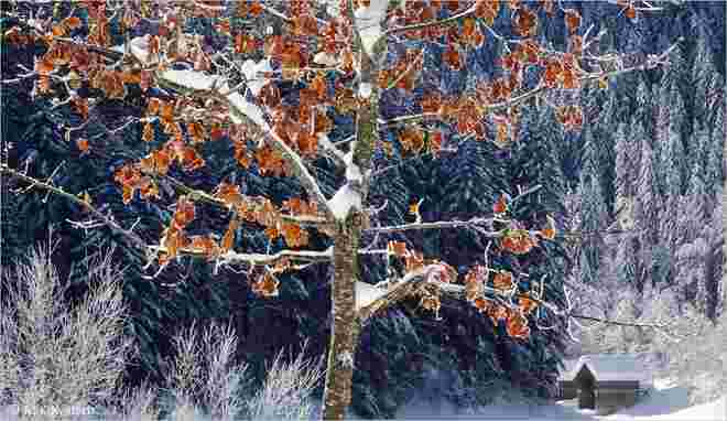 Winterimpression