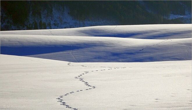 Eine Spur in der Winterlandschaft