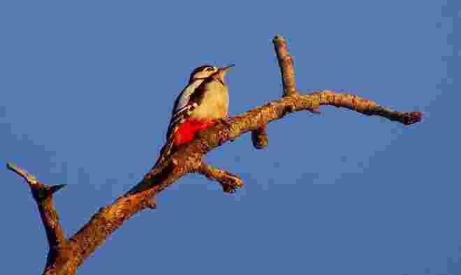 Buntspecht in der Abendsonne