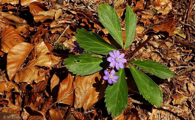 Geschmückt mit fremden Federn (Blättern)