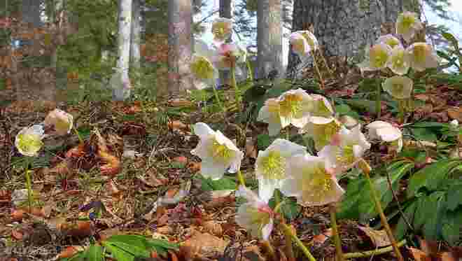 Im Schneerosenwald