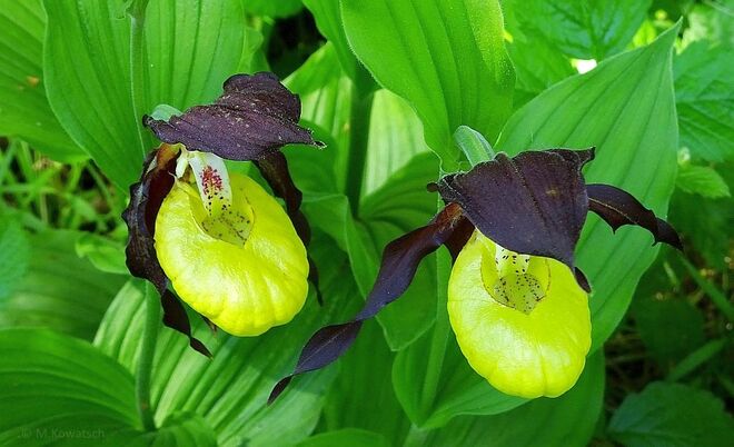 Ein Paar (Frauen-) Schuh