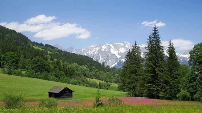 Blumenwiese und Dachsteingebirge