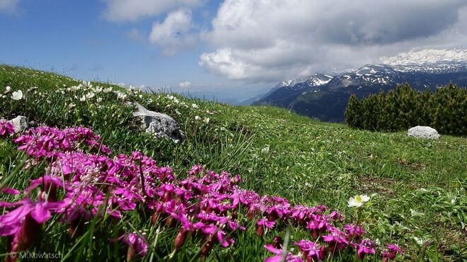 Blick zum Dachstein