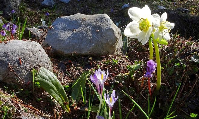 Frühlingsboten mitten im Sommer