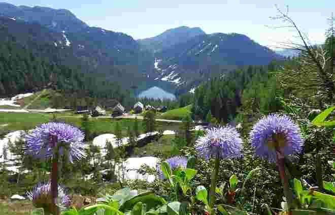 Durch die Blumen geschaut