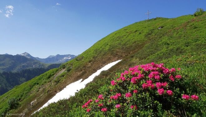 Die Almrauschzeit hat begonnen