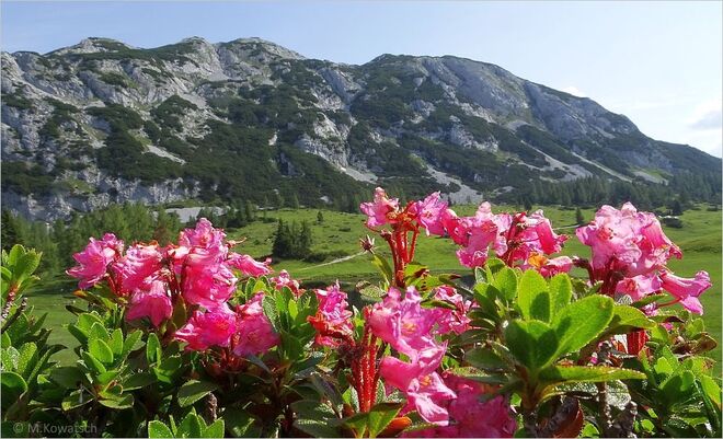 Der Almrausch blüht