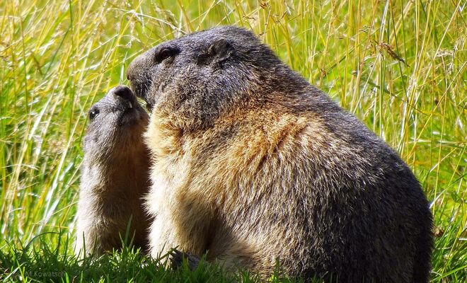 "Bitte ein Bussi, Mama!"