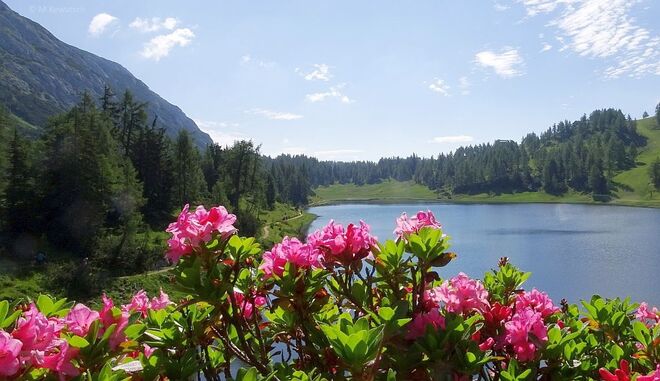 Almrauschblüte am Bergsee
