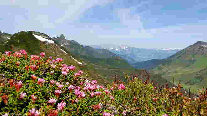 Die Alpenazalee blüht