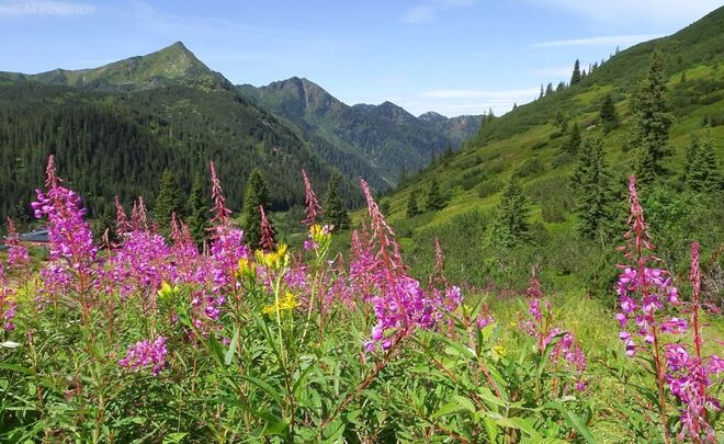 Spätsommer auf der Alm
