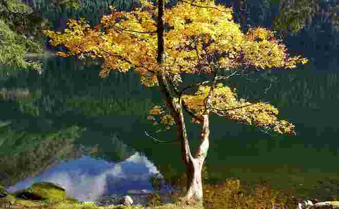 Der Ahornbaum vom Schwarzensee
