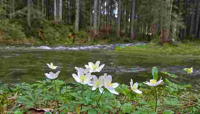 Blüten am Bach