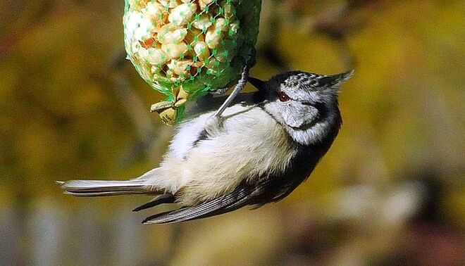 Freche Frisur und bernsteinfarbene Augen