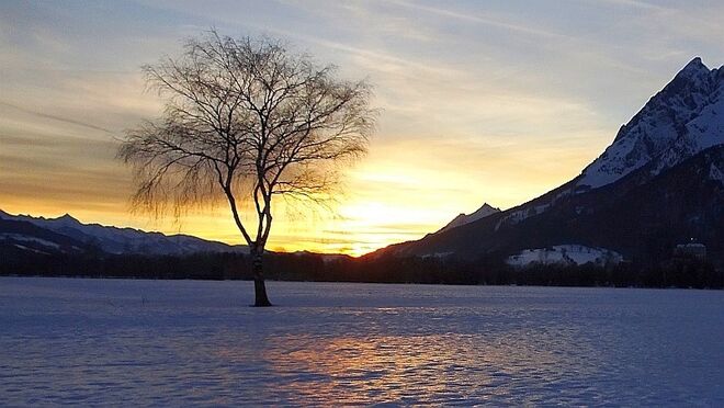 Birke in den abendlichen Ennsauen