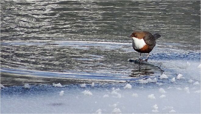 Soeben aus dem eisigen Wasser aufgetaucht