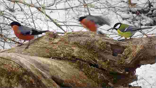 Bunte Vogelwelt
