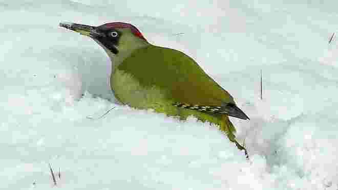 Im Schnee auf Futtersuche