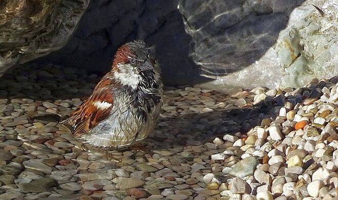 Winterliches Badevergnügen im Grundlsee