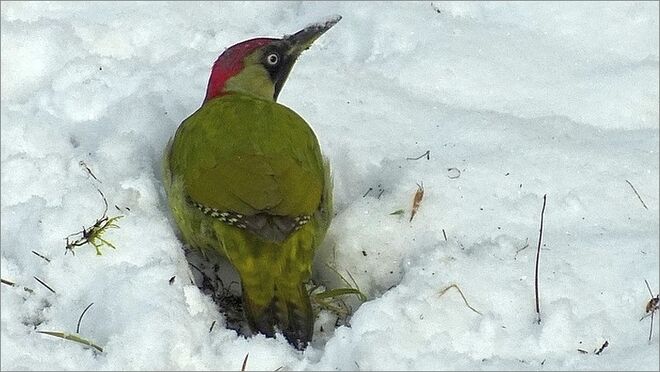 Extrem wachsam und scheu