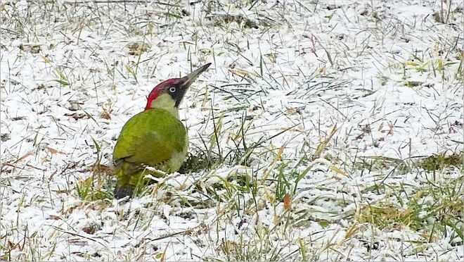 Hübscher Grünspecht