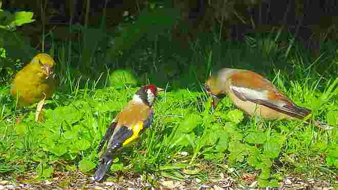 Buntes Vogeltrio