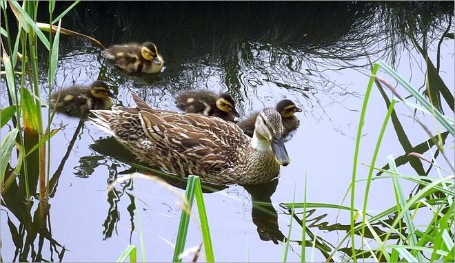 Stolze Entenmama mit ihrem Nachwuchs