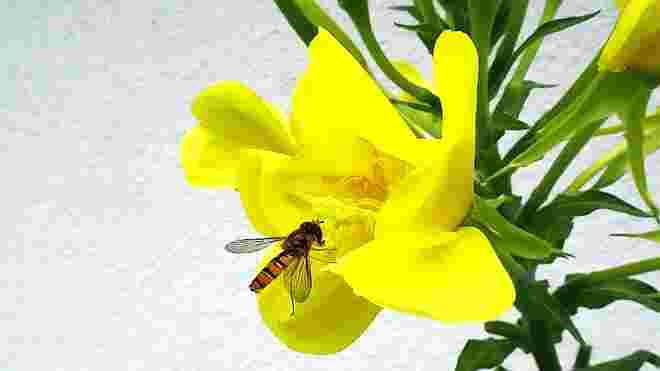 Das leuchtende Gelb lockt Insekten an
