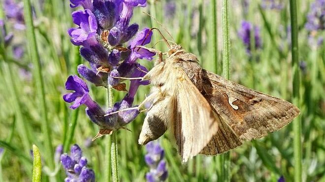 Im Schwirrflug von Blüte zu Blüte