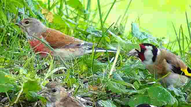 Schöne bunte Vogelwelt