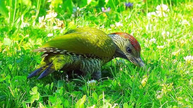 Junger Grünspecht auf Ameisenjagd 