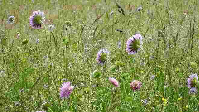 Zarte, bunte Blumenwiese