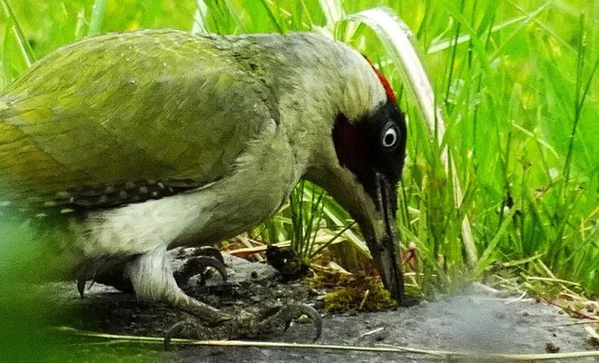 Leckerlis für den Grünspecht