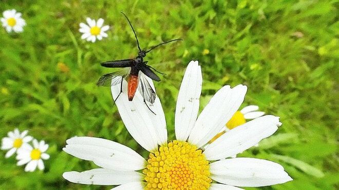 Kleiner Schmalbock hebt ab