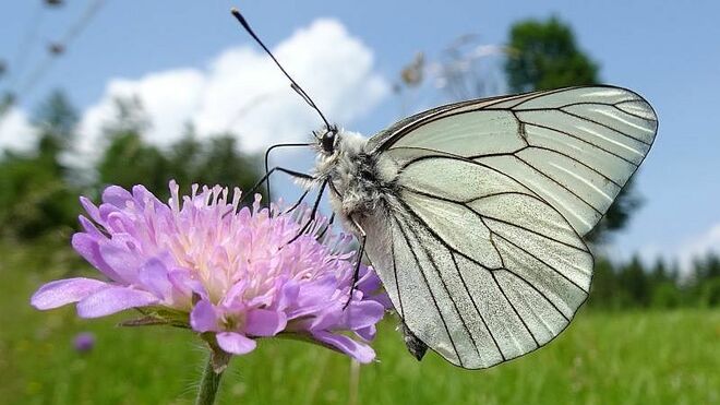 Baumweißling zu Gast bei der Wiesen-Witwenblume