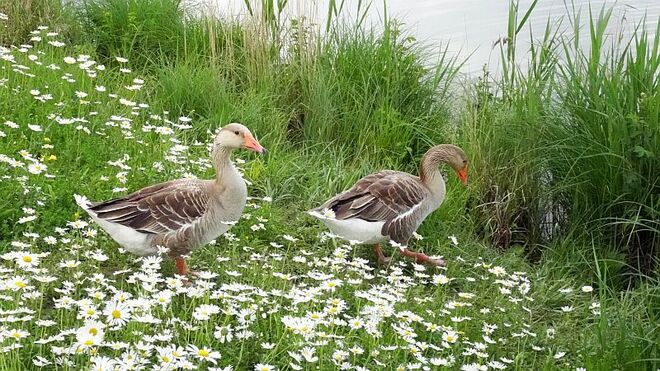 Durch die Margeritenwiese ins Wasser