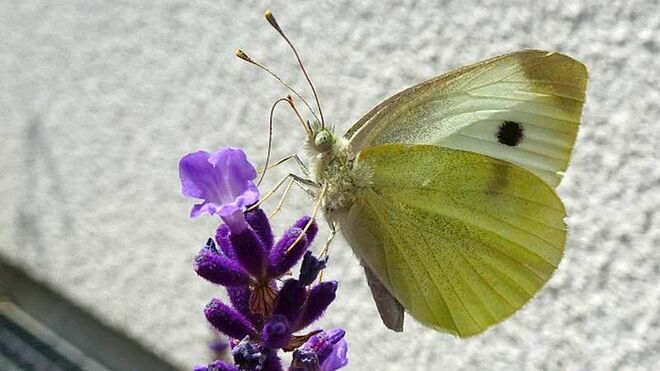 Großer Kohlweißling auf Lavendelblüte