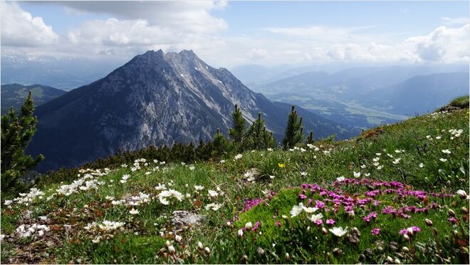 Herrlich bunte Alpenflora am Stoderzinken
