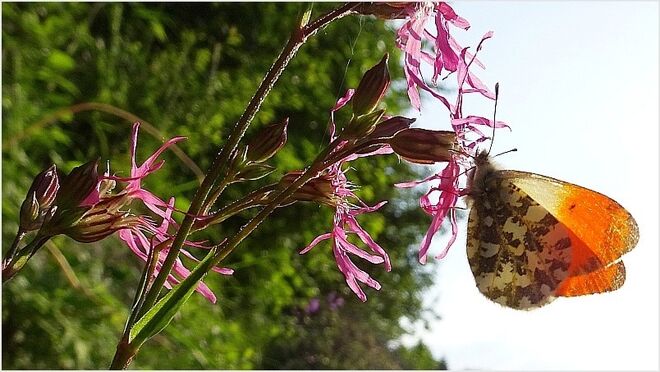 Kuckuckslichtnelke mit Aurorafalter