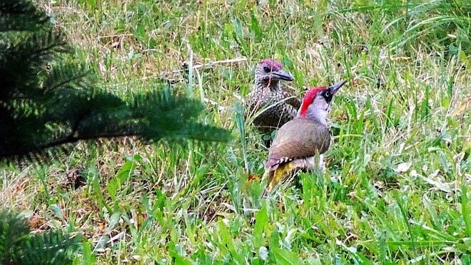 Grünspecht mit Nachwuchs