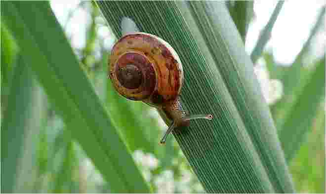 Nur eine kleine Schnecke ...