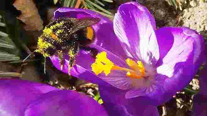 Auf zur nächsten Blüte