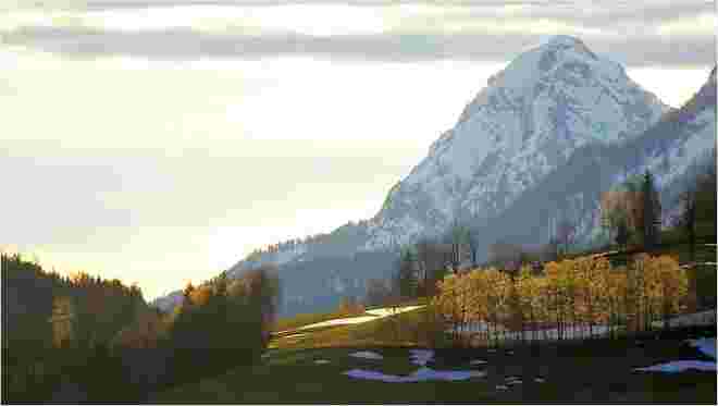 Von der Abendsonne durchleuchtete Baumgruppe