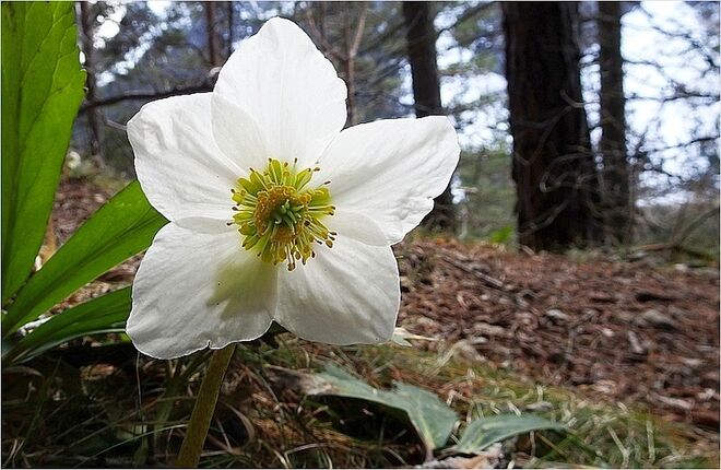 Schneerose in voller Blüte